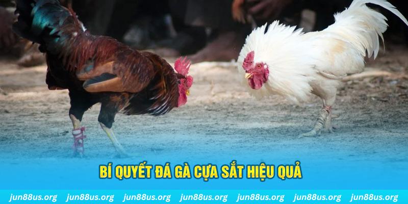 23win66 đá gà cựa dao