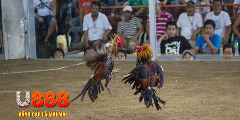 23win66 đăng nhập mậu binh online