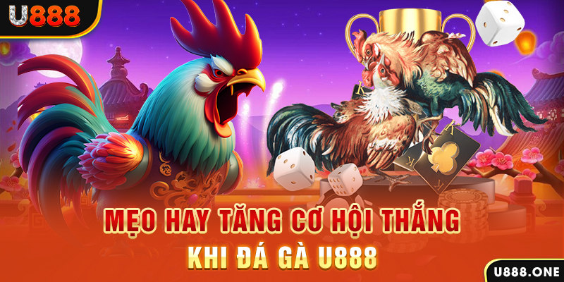 23win66 trực tiếp gà chọi c1