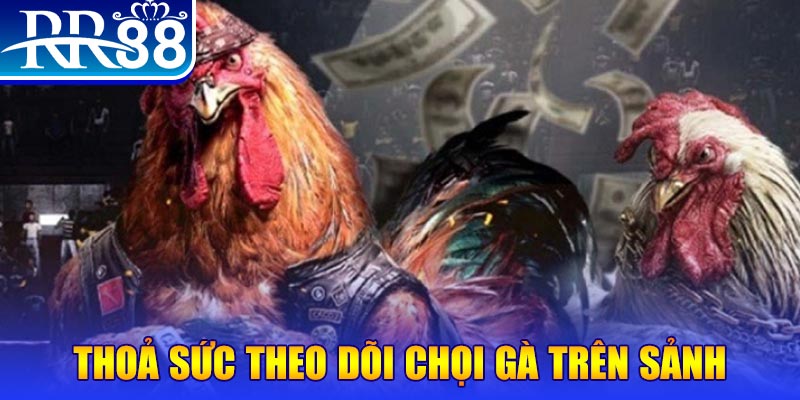 23win66 đá gà 88.com